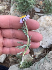 Erigeron abajoensis