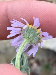 Erigeron abajoensis