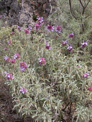 Salvia pomifera pomifera
