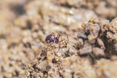 Anapidae