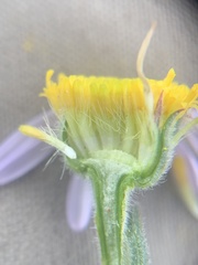 Erigeron abajoensis