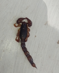 Bothriurus bonariensis