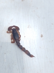 Bothriurus bonariensis