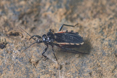 Ectrychotes andreae