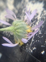 Erigeron abajoensis
