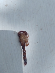 Bothriurus bonariensis