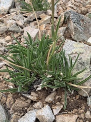Valeriana edulis