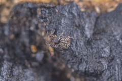 Episinus