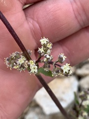 Valeriana edulis