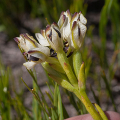 Disa bivalvata
