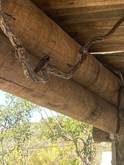 Basilinna xantusii