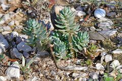 Petrosedum sediforme