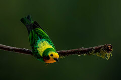 Chlorochrysa nitidissima