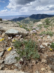 Erigeron compositus