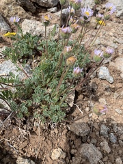 Erigeron compositus