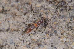 Acanthoglossa