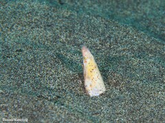 Apterichtus anguiformis