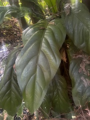 Anthurium crenatum