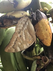 Archaeoprepona demophon