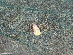 Apterichtus anguiformis