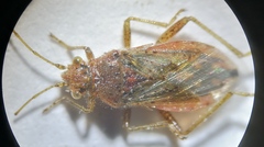 Rhopalus parumpunctatus