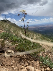 Conioselinum scopulorum