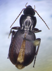 Pterostichus tristis