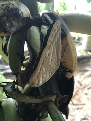 Archaeoprepona demophon