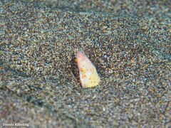 Apterichtus anguiformis