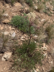 Conioselinum scopulorum