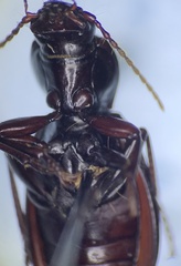 Pterostichus tristis