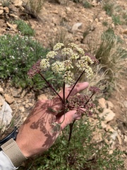 Conioselinum scopulorum