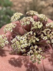 Conioselinum scopulorum