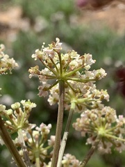 Conioselinum scopulorum