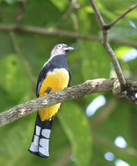 Trogon melanocephalus