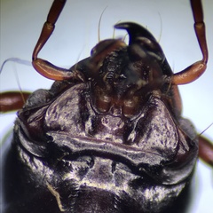Pterostichus tristis