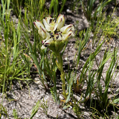 Disa bivalvata