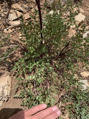 Conioselinum scopulorum