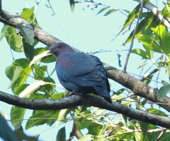Patagioenas flavirostris