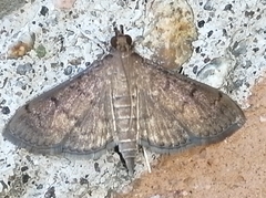 Herpetogramma phaeopteralis