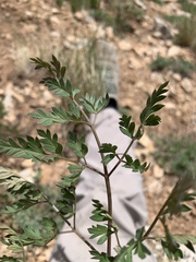Conioselinum scopulorum