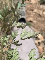 Conioselinum scopulorum