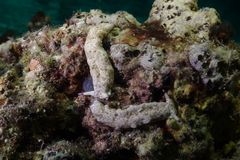 Plakobranchus ocellatus