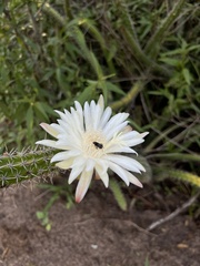 Praecereus