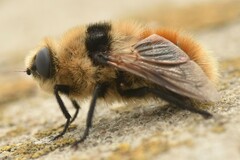 Cephenemyia stimulator