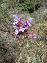 Salvia pomifera pomifera