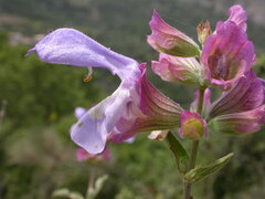 Salvia pomifera pomifera