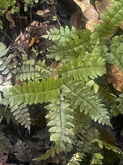 Adiantum latifolium