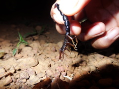 Buthoscorpio sarasinorum