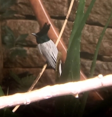 Terpsiphone paradisi